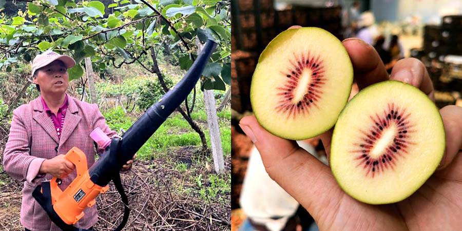 Large electric air-blowing pollinators are used to pollinate redkiwifruit