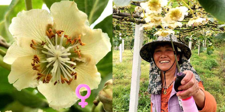 Kiwi female flowers