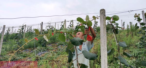 有機(jī)紅心獼猴桃果園除草