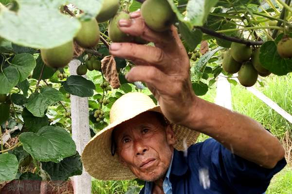 四川成都的紅心獼猴桃采摘園電話