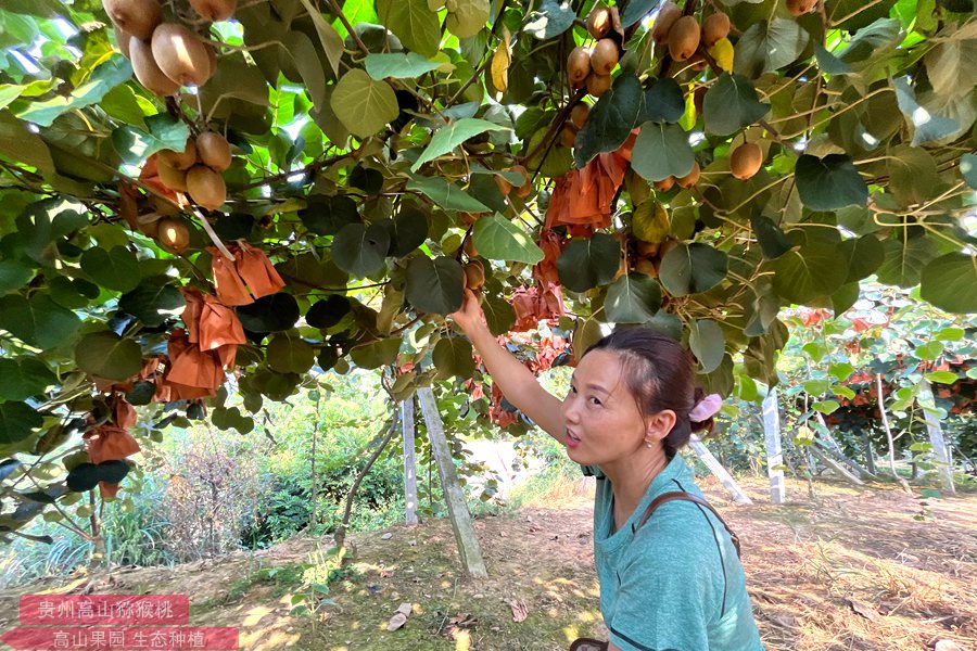 golden kiwifruit vine