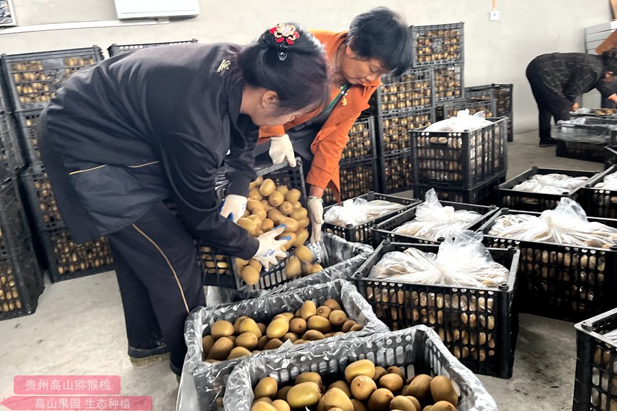 g3 kiwi kiwi picking