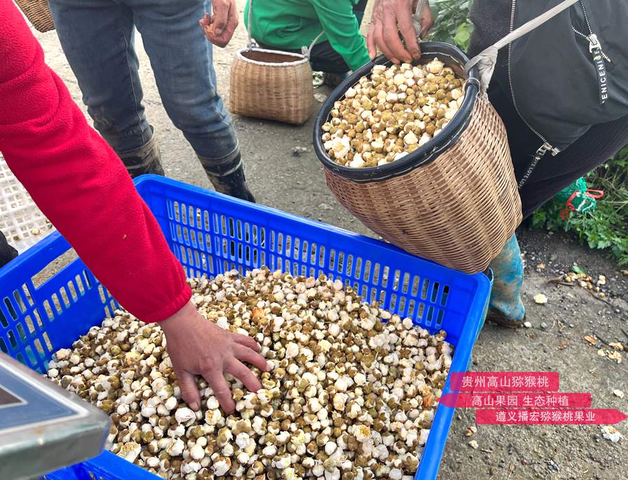 獼猴桃花粉怎么存放