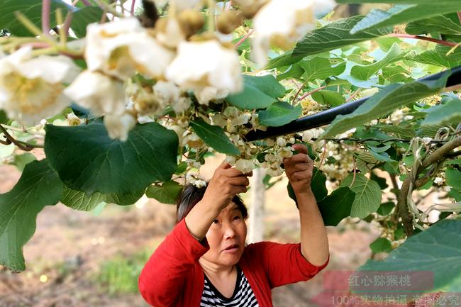 采摘獼猴桃雄花