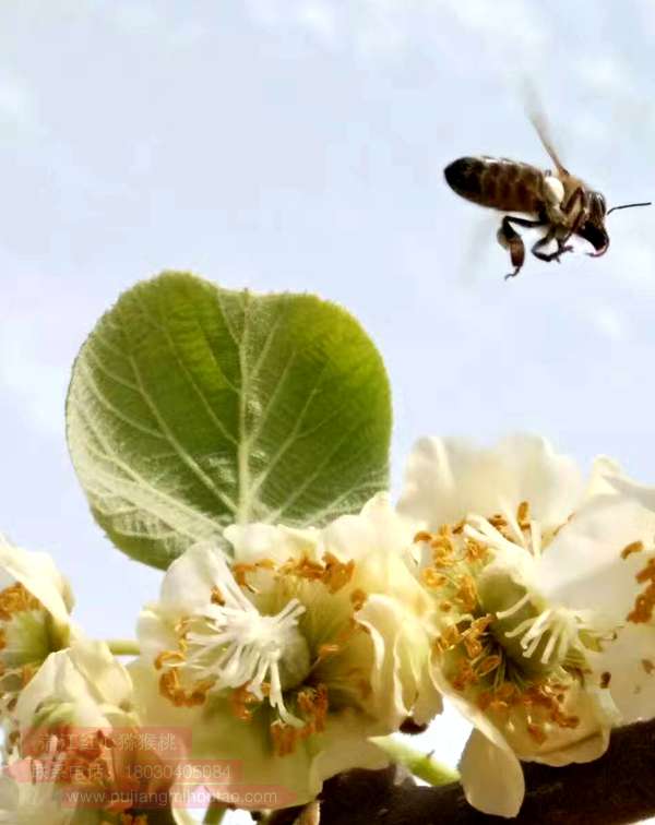 Kiwi pollination by honey bee